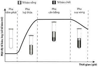Hình bên thể hiện các pha sinh trưởng của quần thể vi sinh vật. Có bao nhiêu pha mà số lượng vi sinh vật gần như không thay đổi? (ảnh 1)