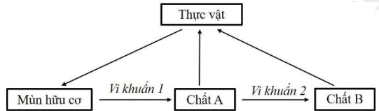 Sơ đồ dưới đây mô tả một phần chu trình nitrogen trong tự nhiên: Nhận định nào sau đây sai? (ảnh 1)