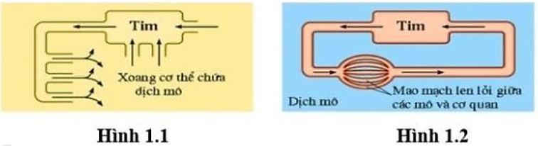 Các dạng hệ tuần hoàn được thể hiện ở hình 1.1 và hình 1.2. Mỗi nhận định dưới đây là đúng hay sai khi nói về hai loại hệ tuần hoàn này? (ảnh 1)