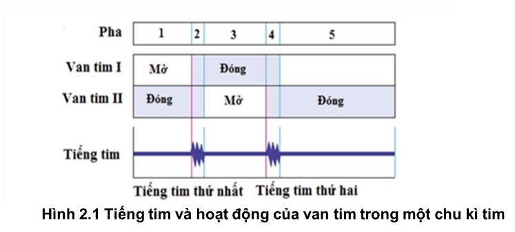 H&igrave;nh 2.1 m&ocirc; tả thời điểm xuất hiện c&aacute;c tiếng tim v&agrave; hoạt động đ&oacute;ng, mở c&aacute;c van tim trong một chu k&igrave; tim b&igrave;nh thường.  (ảnh 1)