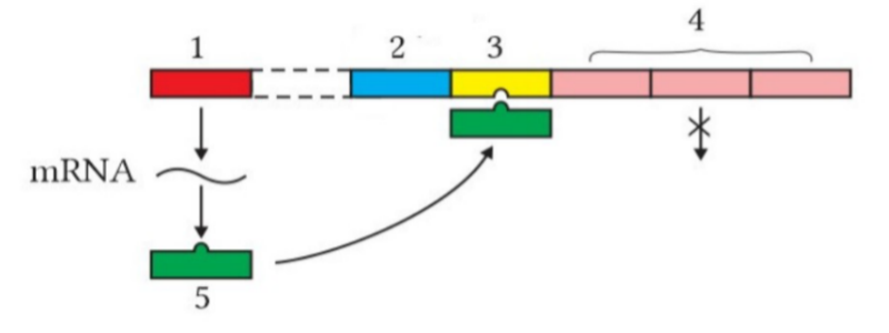 Trong mô hình cấu trúc của Operon Lac, vùng số (2) là nơi? (ảnh 1)