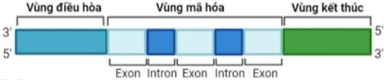 Phát biểu nào dưới đây đúng khi nói về cấu trúc của gene ở hình sau:   A. Đoạn intron tham gia dịch mã. 	B. Gene có trong nhân tế bào nhân thực. C. Gene có trong tế bào nhân sơ. 	D. Đoạn intron mã hóa amino acid. (ảnh 1)