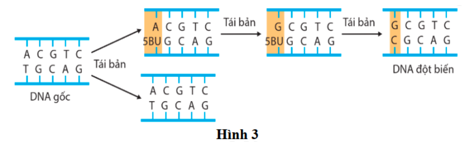 Hình 3 thể hiện một dạng đột biến gene. (ảnh 1)