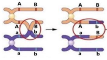 Nhận định nào dưới đây đúng khi nói hình bên? (ảnh 1)