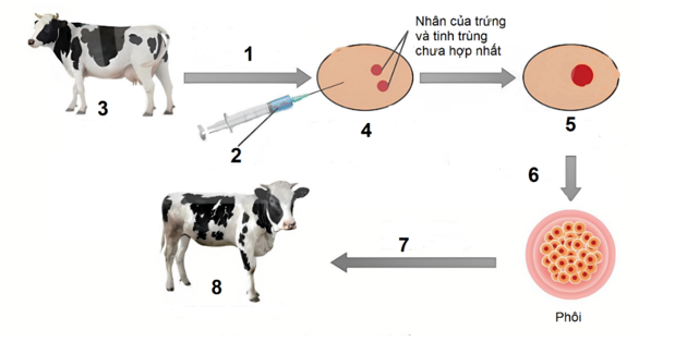 Hình 3 mô tả quy trình tạo động vật biến đổi gene . Theo lý thuyết, nhận định nào sau đây sai? (ảnh 1)