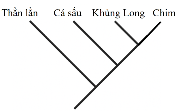 Loài xuất hiện sớm nhất là (ảnh 1)