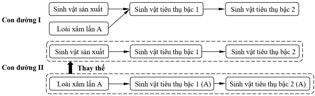 Chuỗi thức ăn nào sau đây xuất hiện trong quần xã B? (ảnh 1)