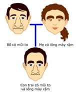 Theo thuyết tiến hóa tổng hợp hiện đại, người con trai có mũi to và lông mày rậm được gọi là gì? A. Biến dị cá thể. B. Biến dị tổ hợp. C. Đột biến. D. Con lai. (ảnh 1)