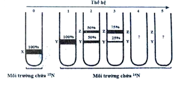 Một nh&oacute;m nghi&ecirc;n cứu thực hiện th&iacute; nghiệm để kiểm chứng m&ocirc; h&igrave;nh nh&acirc;n đ&ocirc;i ADN ở v&ugrave;ng nh&acirc;n của tế b&agrave;o nh&acirc;n sơ. Họ đ&atilde; nu&ocirc;i một số vi khuẩn E.coli trong m&ocirc;i trường chỉ c&oacute; nitơ đồng vị nặng  (15N).  (ảnh 1)