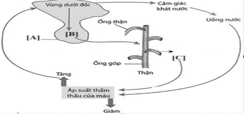 Hình 7 sau đây mô tả quá trình điều hòa áp suất thẩm thấu máu của thận. Hình 7 Khi nói về quá trình này, hãy cho biết mỗi nhận định sau đây là Đúng hay Sai? (ảnh 1)
