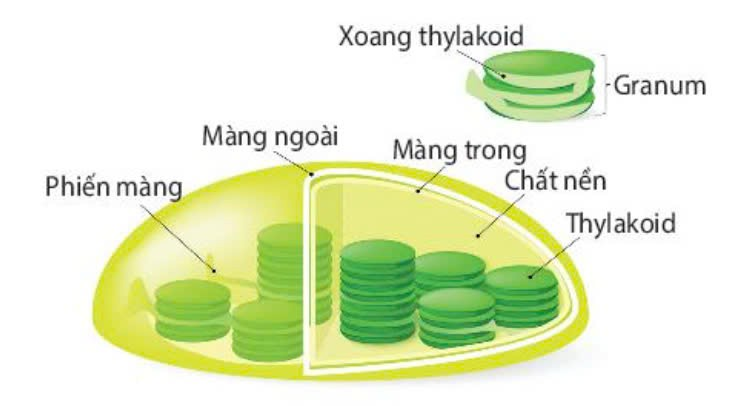 Cấu trúc nào sau đây của lục lạp chứa diệp lục?   A. Khoang thylakoid						B. Màng thylakoid. C. Màng trong lục lạp.						D. Chất nền stroma. (ảnh 1)