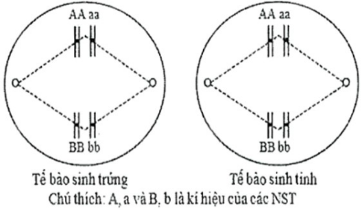 Hình dưới mô tả một giai đoạn của 2 tế bào cùng loài đang trong quá trình giảm phân. Giả sử tế bào sinh tinh có cặp NST Aa không phân li trong giảm phân 1, giảm phân 2 bình thường; tế bào sinh trứng giảm phân bình thường. (ảnh 1)