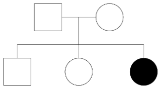 Một người chồng bệnh A kết hôn với người vợ bình thường. Họ sinh được ba người con. Tất cả con trai đều bình thường. Biết rằng gene bệnh là gene lặn trên nhiễm sắc thể thường. Phả hệ nào sau đây là đúng? (ảnh 1)