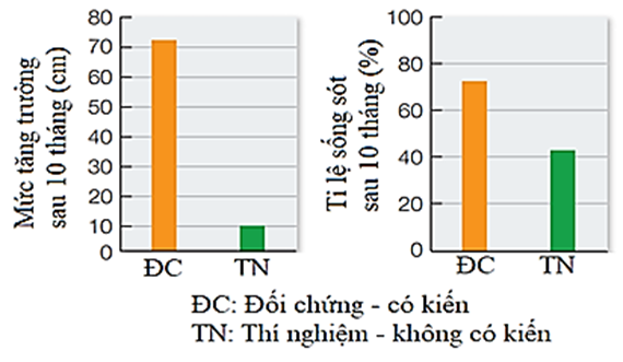 Nghiên cứu mối quan hệ giữa cây keo Bullhorn (Acacia cornigera) với loài kiến (Pseudomyrmex) để nâng cao, năng suất cây keo, người ta đã tiến hành thí nghiệm như sau:  1. Chọn một quần thể cây A. cornigera; (ảnh 1)
