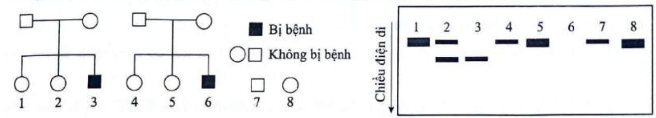 Ở người, gene mã hóa enzyme A liên quan đến một bệnh chuyển hóa trong cơ thể. Gene này nằm trên vùng không tương đồng của NST giới tính X. Trong phả hệ sau đây, số 7 và số 8 là hai người ngẫu nhiên trong quần thể và không mang gene đột biến.  (ảnh 1)
