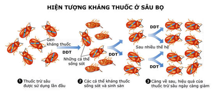 DDT (Dichloro-Diphenyl-Trichloroethane) là một trong những loại thuốc trừ sâu tổng hợp đầu tiên được sử dụng rộng rãi. Năm 1939 nhà hóa học người Thụy Sĩ, Paul Hermann Muller, (ảnh 1)