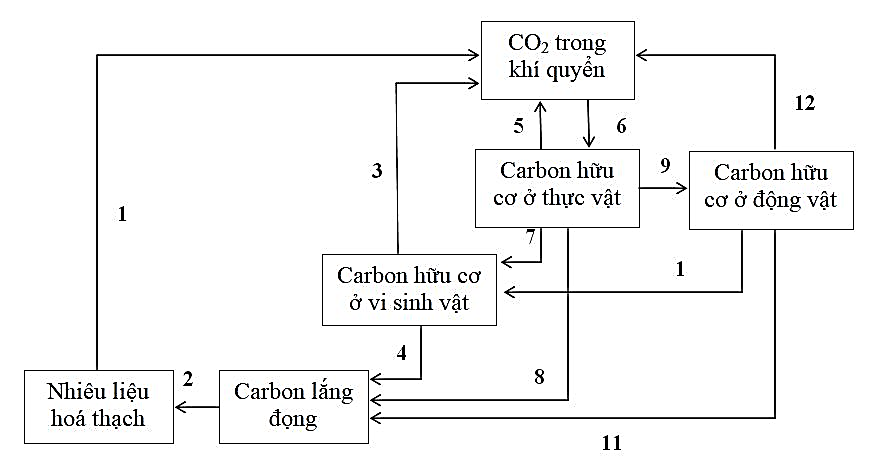 Sơ đồ dưới đây mô tả sơ lược chu trình carbon trong tự nhiên. Mũi tên chỉ chiều của quá trình lưu chuyển, các chữ số được đặt tên cho các giai đoạn lưu chuyển các hợp chất chứa carbon. (ảnh 1)