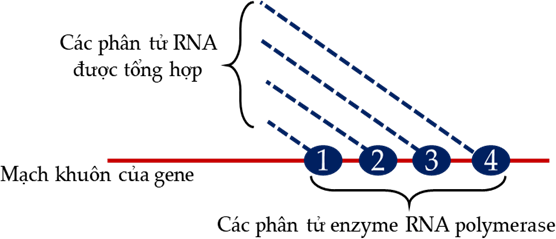 Hình bên dưới mô tả quá trình phiên mã diễn ra trên mạch làm khuôn của một gene với sự tham gia xúc tác của bốn phân tử enzyme RNA polymerase (kí hiệu 1, 2, 3, 4). (ảnh 1)