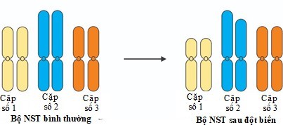 Ở một loài sinh vật có bộ nhiễm sắc thể 2n=6. Bộ nhiễm sắc thể ban đầu và bộ nhiễm sắc thể sau đột biến đột biến được mô tả như hình bên dưới. (ảnh 1)