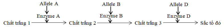 Các allele lặn a, b, d không tổng hợp được các enzyme tương ứng; không tạo được sắc tố, hoa có màu trắng (ảnh 1)