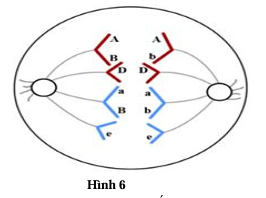 Phân tích hình 6 về một giai đoạn trong quá trình phân bào của một tế bào lưỡng bội (2n) bình thường (tế bào M) trong cơ thể đực ở một loài. Biết đột biến nếu có chỉ xảy ra ở một giai đoạn của quá trình phân bào) (ảnh 1)