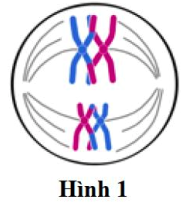 Hình 1 mô tả giai đoạn nào của quá trình giảm phân? (ảnh 1)