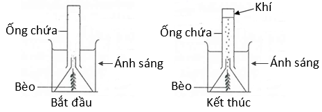 Hình dưới đây mô tả thí nghiệm về quá trình quang hợp của bèo Elodea (bèo Mỹ). Khi kết thúc thí nghiệm, nồng độ khí nào sau đây trong ống nghiệm tăng? 	A. O2.	B. SO2.	 	C. CH4.	D. CO2.  (ảnh 1)