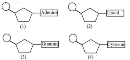 Hình bên dưới mô tả 4 loại nucleotide cấu tạo nucleic acid. Cặp nucleotide nào sau đây có thể liên kết với nhau bằng liên kết hydrogene trong phân tử DNA mạch kép: (ảnh 1)