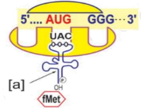 Hình mô tả một giai đoạn của dịch mã. Có bao nhiêu nhận định sau đây đúng?   I. Phân tử có đầu 5’ - 3’ chính là mRNA. II. Ribosome đang ở giai đoạn đầu quá trình dịch mã và đã dịch mã được 1 amino acid. (ảnh 1)