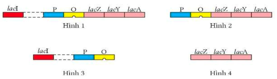Hình nào dưới đây mô tả đúng cấu trúc Operon lạc ở vi khuẩn E. coli?   	A. Hình 1. 	B. Hình 2. 	C. Hình 3. 	D. Hình 4. (ảnh 1)