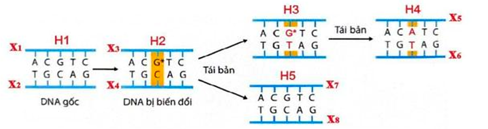 Hình dưới đây mô tả cơ chế xảy ra đột biến gene. Các nhận định sau đây về hình này là đúng hay sai? (ảnh 1)
