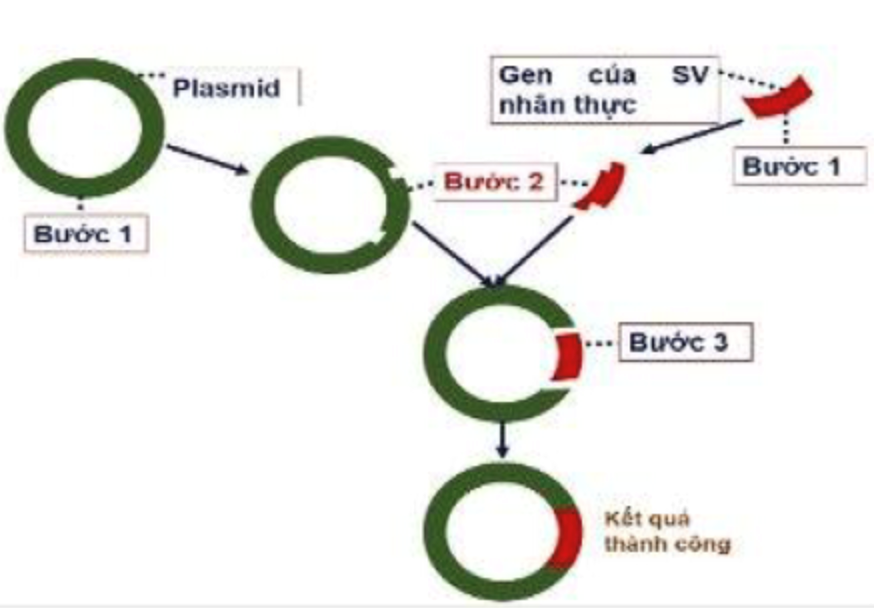 Hình bên mô tả các bước trong quy trình kĩ thuật tạo DNA tái tổ hợp để chuẩn bị cho quá trình sản xuất hormone insulin trên quy mô công nghiệp để chữa bệnh tiểu đường ở người. Ở bước mấy cần dùng enzyme DNA ligase? (ảnh 1)