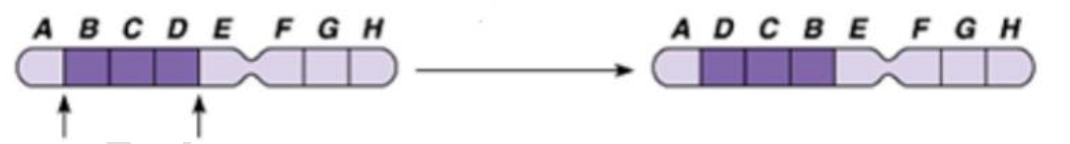 Hình 1 mô tả dạng đột biến cấu trúc nhiễm sắc thể nào?   Hình 1 	A. Chuyển đoạn.	B. Đảo đoạn.	C. Lặp đoạn.	D. Mất đoạn. (ảnh 1)