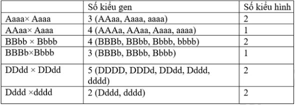 Cho biết mỗi cặp allele quy định một tính trạng và các allele trội là trội hoàn toàn, cơ  thể tứ bội giảm phân chỉ sinh ra giao tử lưỡng bội có khả năng thụ tinh. Xét các trường hợp sau: (ảnh 1)