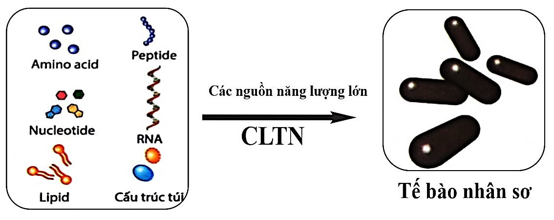 Hình dưới đây mô tả giai đoạn nào của quá trình phát sinh sự sống trên trái đất? A. Tiến hóa hóa học.	 B. Tiến hóa tiền sinh học.  C. Tiến hóa sinh học.   D. Tiến hóa hậu sinh học. (ảnh 1)