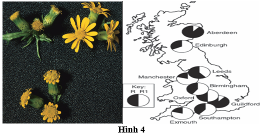 Một nghiên cứu về loài thực vật thuộc họ cúc Senecio squalidus cho thấy allele R và R1 tại locus RAY2a có liên quan đến sự hình thành các hoa tia – đặc điểm giúp cây thu hút côn trùng giúp thụ phấn tốt hơn. (ảnh 1)