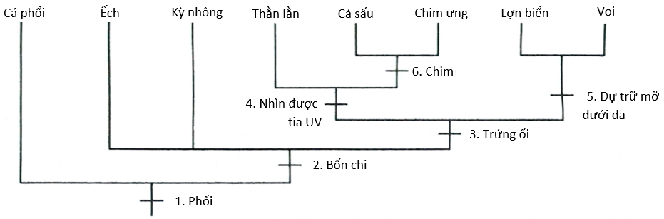Sơ đồ nhánh ở hình bên dưới cho thấy mối quan hệ phát sinh loài của một số loài động vật có xương sống. Các đặc điểm phát sinh được đánh số thứ tự từ 1 đến 6 trên sơ đồ. (ảnh 1)