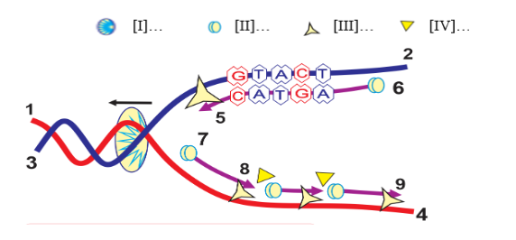 Hình sau đây mô tả cơ chế di truyền trong tế bào Hãy quan sát hình và cho biết mỗi nhận định sau đây là Đúng hay Sai? (ảnh 1)