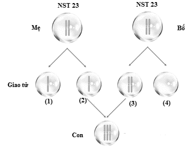 H&igrave;nh b&ecirc;n cho thấy qu&aacute; tr&igrave;nh ph&aacute;t sinh giao tử từ tế b&agrave;o sinh tinh của bố bị rối loạn ph&acirc;n li ở cặp NST số 23, c&aacute;c cặp NST c&ograve;n lại ph&acirc;n li b&igrave;nh thường.  (ảnh 1)
