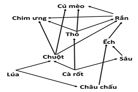 Hình 8 mô tả lưới thức ăn của một quần xã sinh vật đồng cỏ. Có tối đa bao nhiêu chuỗi thức ăn khác nhau có 4 mắt xích?   Hình 8. Lưới thức ăn của một đồng cỏ (ảnh 1)