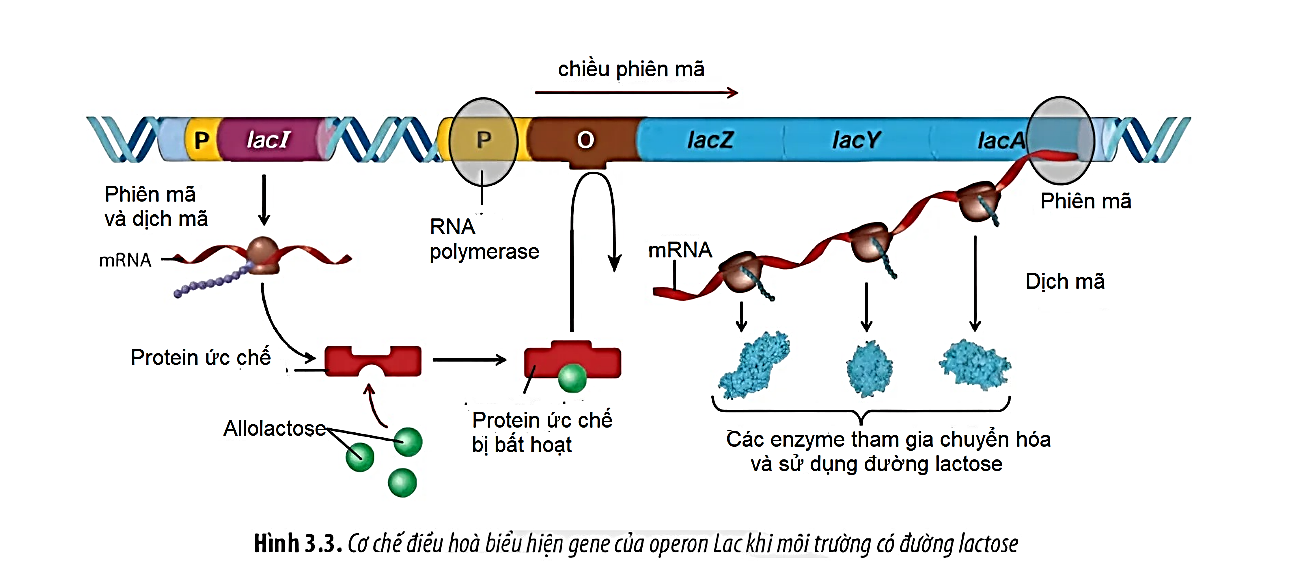 Ở vi khuẩn E. coli, cơ chế điều hòa biểu hiện gene của operon lac trong môi trường có lactose được thể hiện trong Hình 8 dưới đây. (ảnh 1)