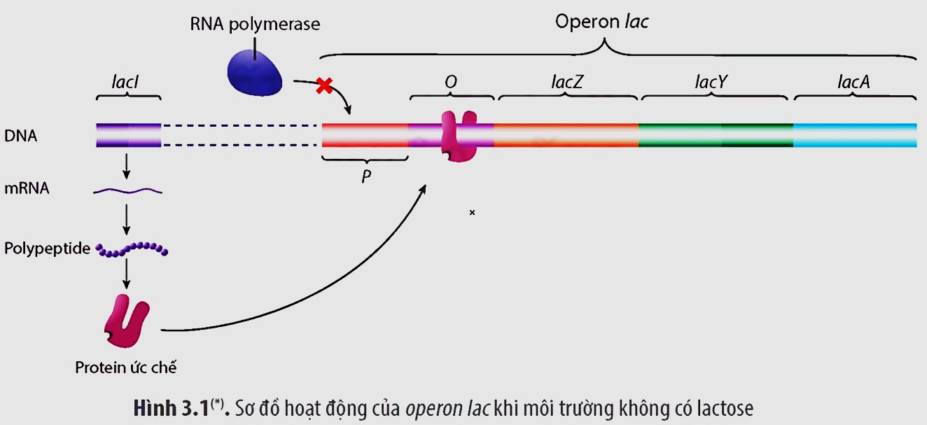 Hình dưới đây mô tả các thành phần của một operon lac, dựa vào thông tin của hình hãy cho biết nhận định nào sau đây sai? (ảnh 1)