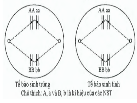 Hình bên mô tả một giai đoạn của 2 tế bào cùng loài đang trong quá trình giảm phân. (ảnh 1)