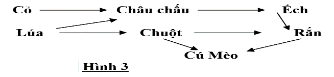 Hình 3 là một lưới thức ăn trong một đồng ruộng. Biết rằng sản lượng của Cỏ và Lúa lần lượt 200 và 400 Kcal/ mùa/1000m2. Hiệu suất của mỗi loại thức ăn tương ứng lá 10%. (ảnh 1)