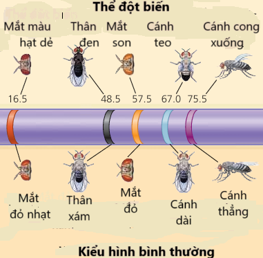 Hình bên là một phần bản đồ di truyền trên nhiễm sắc thể số II ở ruồi giấm (Drosophila), trong đó kiểu hình bình thường thân xám (b) mắt đỏ (cn) và thể đột biến thân đen  (b-) mắt son (cn-). (ảnh 1)