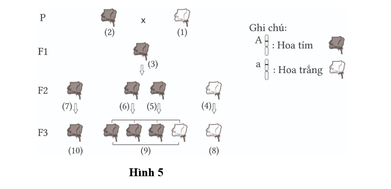 Ở cây đậu Hà Lan, xét gene quy định màu hoa có 2 allele nằm trên NST thường, allele A quy định hoa tím trội hoàn toàn so với allele a quy định hoa trắng. (ảnh 1)