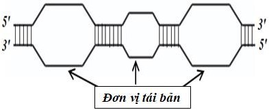 Hình dưới mô tả cơ chế tái bản DNA và cho 6 loài sinh vật: (1) Cá chép (2) Tảo lục đơn bào (3) Vi khuẩn lam (4) Vi khuẩn E.coli (5) Vi khuẩn cổ Pyrococus furiosus (ảnh 1)