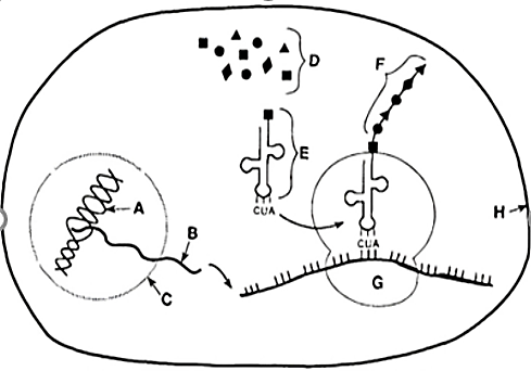 Sơ đồ dưới đây thể hiện các thành phần và cơ chế di truyền xảy ra trong tế bào. Nhận định nào sau đây là đúng? (ảnh 1)