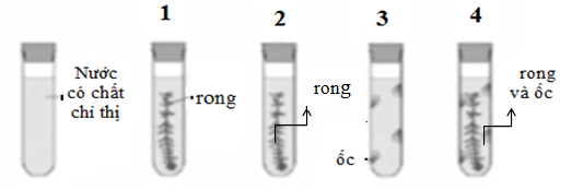 Một nhóm học sinh thực hiện một thí nghiệm như minh họa ở hình sau: Lấy 4 ống nghiệm, mỗi ống đều chứa nước có chất chỉ thị nhưng không làm ảnh hưởng lớn đến hoạt động sống của sinh vật. (ảnh 1)