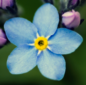 Khẳng định nào là đúng về bông hoa lưu ly trong hình bên? (ảnh 1)